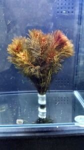 Myriophyllum mattogrossense İTHAL BUKET ÖN SİPARİŞ