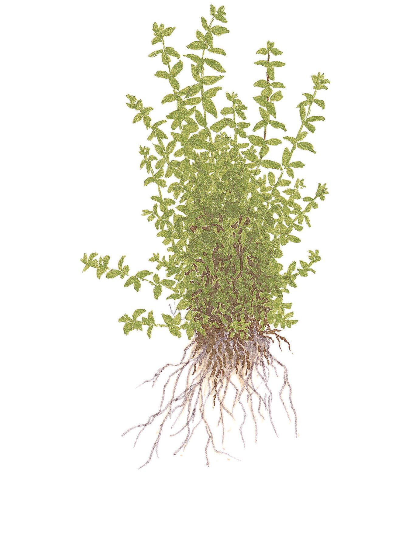 Tropica - Micranthemum glomeratum 1-2 Grow!