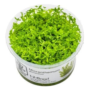 Tropica - Micranthemum glomeratum 1-2 Grow!