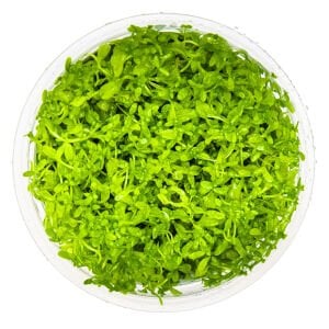 Tropica - Micranthemum glomeratum 1-2 Grow!