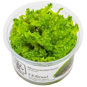 Tropica - Monosolenium tenerum 1-2 Grow!
