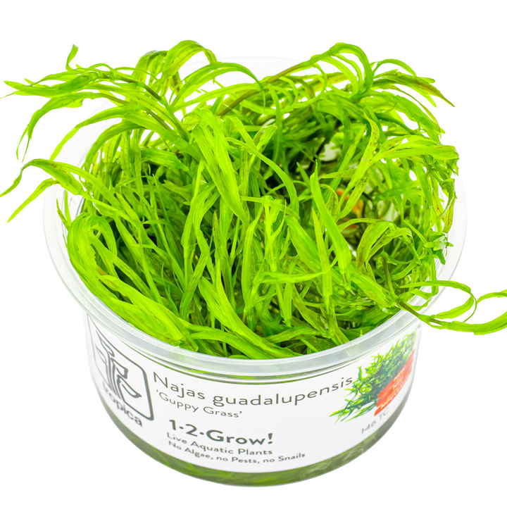 Tropica - Najas guadalupensis Guppy Grass 1-2 Grow!