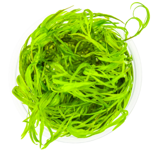 Tropica - Najas guadalupensis Guppy Grass 1-2 Grow!