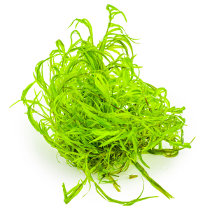 Tropica - Najas guadalupensis Guppy Grass 1-2 Grow!