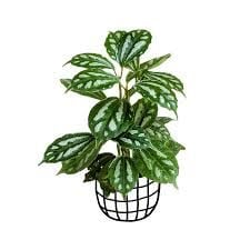 Pilea cadierei nana ADET ÖN SİPARİŞ