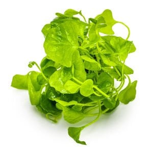 Tropica - Nymphoides hydrophylla Taiwan 1-2 Grow!