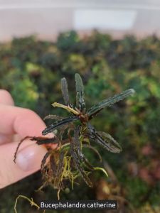 Bucephalandra catherinae ADET