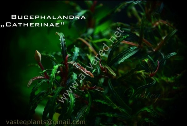 Bucephalandra catherinae ADET