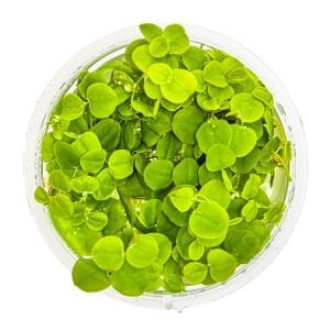 Tropica - Phyllanthus fluitans 1-2 Grow!