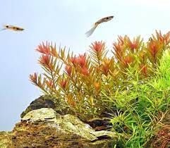 Rotala orange juice İTHAL BUKET ÖN SİPARİŞ