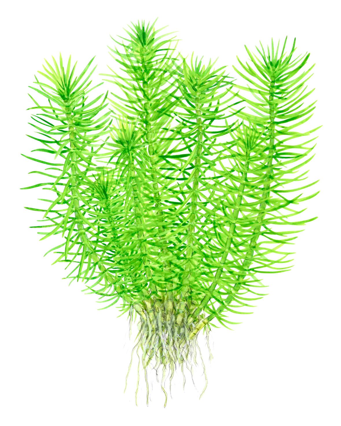 Tropica - Pogostemon deccanensis 1-2 Grow!