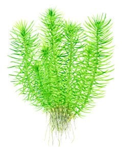 Tropica - Pogostemon deccanensis 1-2 Grow!