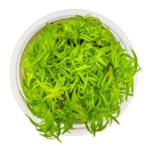 Tropica - Pogostemon deccanensis 1-2 Grow!