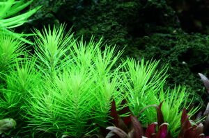 Tropica - Pogostemon deccanensis 1-2 Grow!