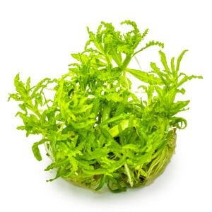 Tropica - Pogostemon helferi 1-2 Grow!