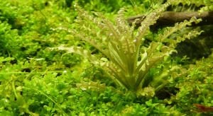 Tropica - Pogostemon helferi 1-2 Grow!