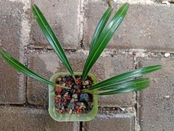 Aridarum bakoaella nakamotoi ADET