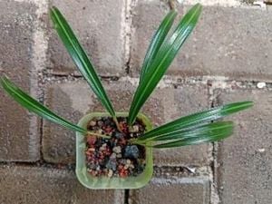 Aridarum narrow ADET