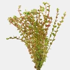Rotala rotundifolia reddish vietnam İTHAL BUKET ÖN SİPARİŞ
