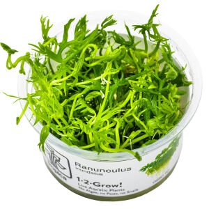 Tropica - Ranunculus inundatus 1-2 Grow!