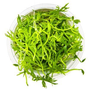 Tropica - Ranunculus inundatus 1-2 Grow!