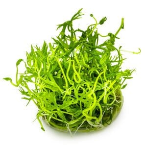 Tropica - Ranunculus inundatus 1-2 Grow!