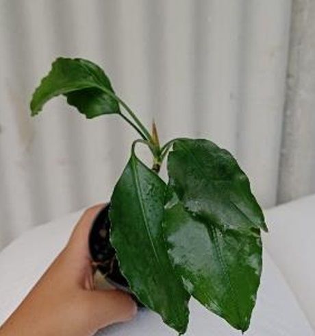 Aridarum hippocrepis ADET