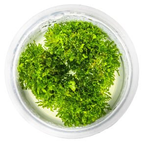 Tropica - Riccardia chamedryfolia 1-2 Grow!