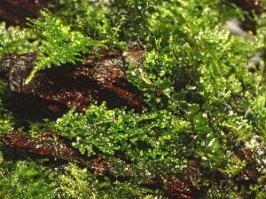 Tropica - Riccardia chamedryfolia 1-2 Grow!