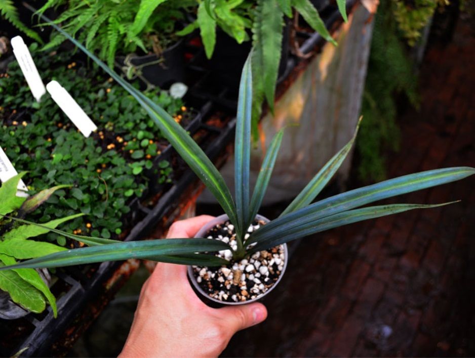 Mapania caudata ADET