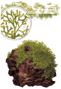 Tropica - Riccia fluitans 1-2 Grow!