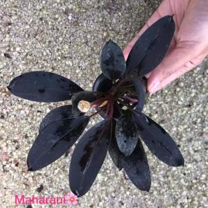 Bucephalandra maharani ADET - ÖN SİPARİŞ