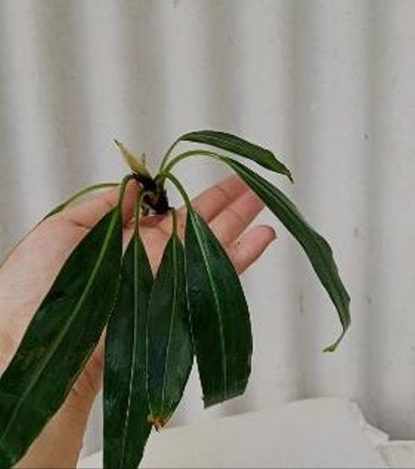 Naiadia zygoseta ADET