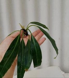 Naiadia zygoseta ADET