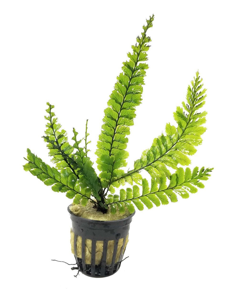 Trichomanes Javanicum (Borneo Fern) ÖN SİPARİŞ