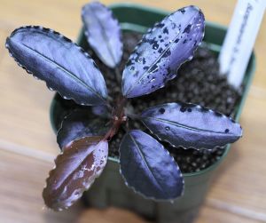 Bucephalandra melon blue PORSİYON 10X10CM