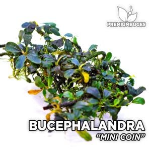 Bucephalandra mini coin ADET - ÖN SİPARİŞ