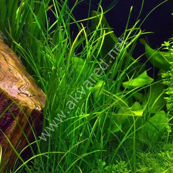 Vallisneria sp. nana (İnce Saz) İTHAL BUKET ÖN SİPARİŞ