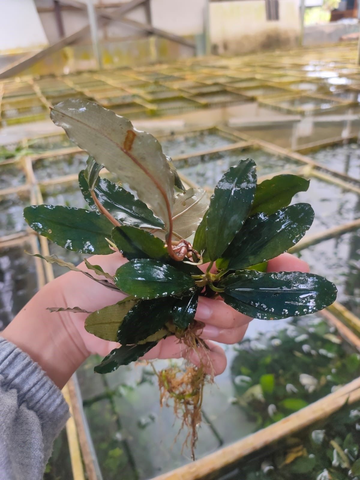 Bucephalandra melon blue ADET