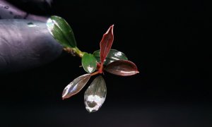 Bucephalandra mini red ADET - ÖN SİPARİŞ