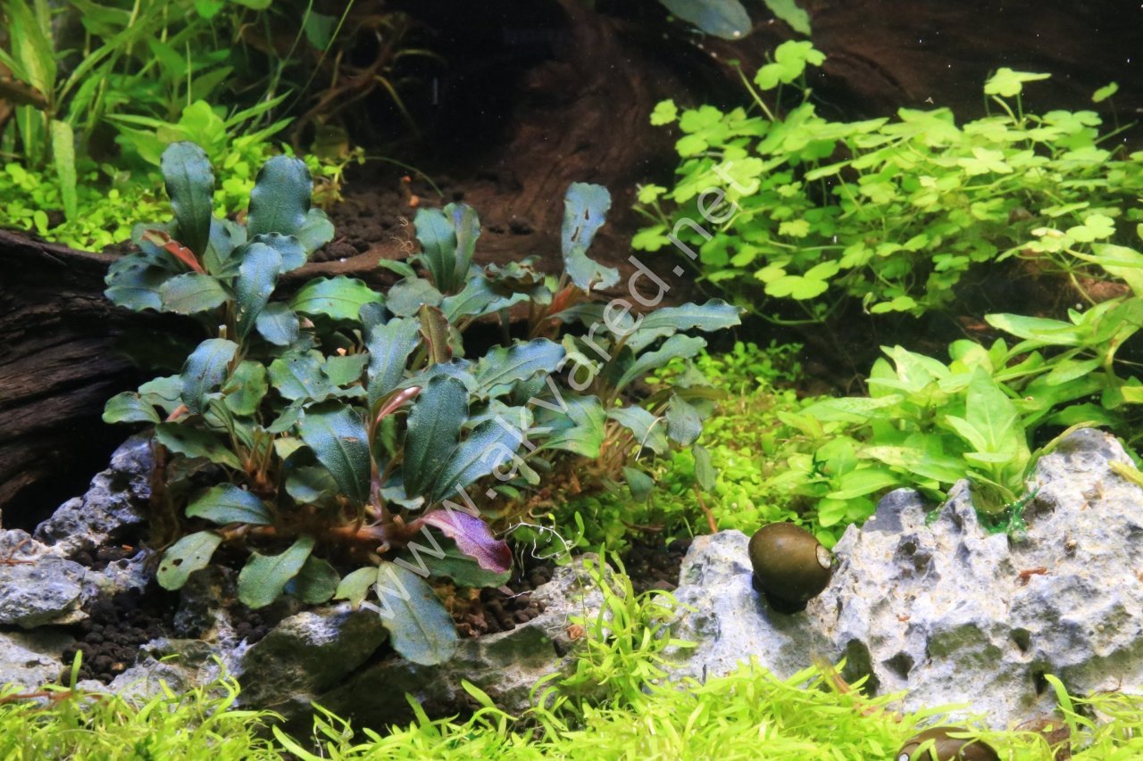 Bucephalandra mini red ADET - ÖN SİPARİŞ