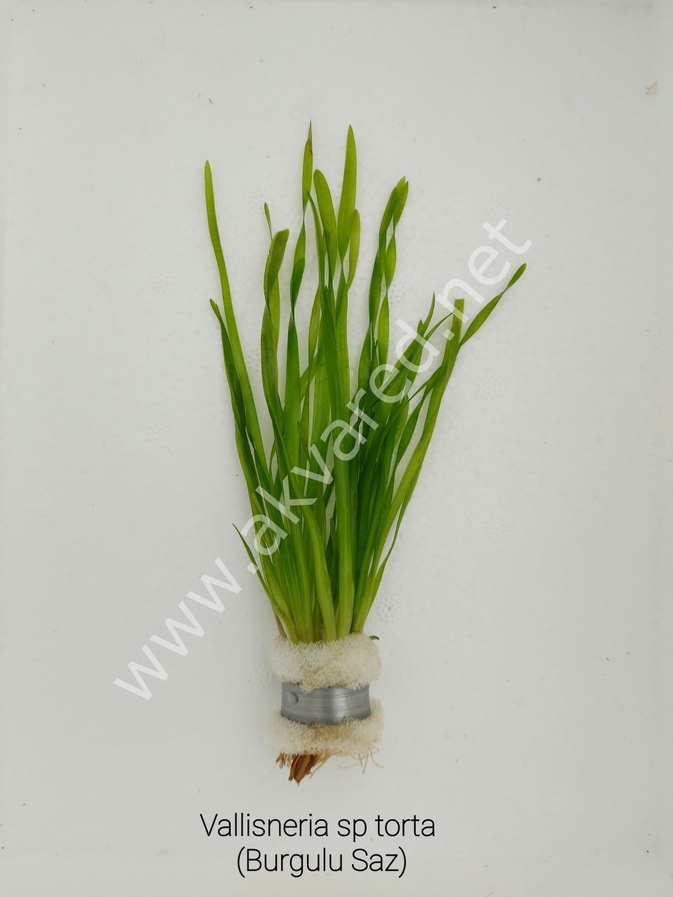 Vallisneria sp torta (Burgulu Saz) BUKET ÖN SİPARİŞ