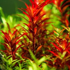 Tropica - Rotala rotundifolia Blood Red 1-2 Grow!