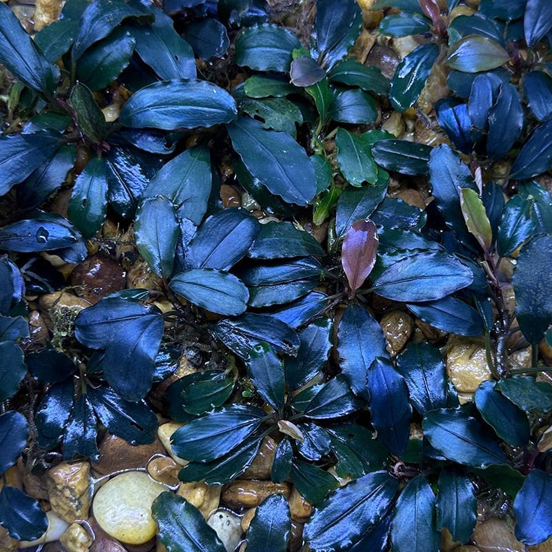 Bucephalandra angel ADET