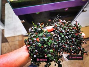 Bucephalandra mini venus ADET