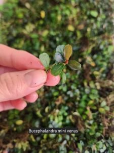 Bucephalandra mini venus ADET