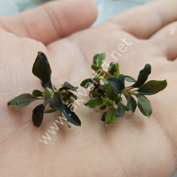 Bucephalandra red ADET