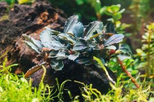 Bucephalandra red ADET