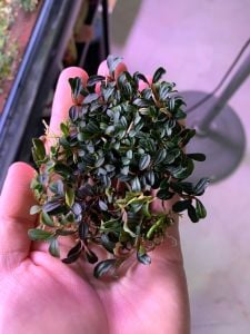 Bucephalandra mini star PORSİYON 10X10CM