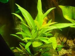 Hygrophila salicifolia İTHAL BUKET